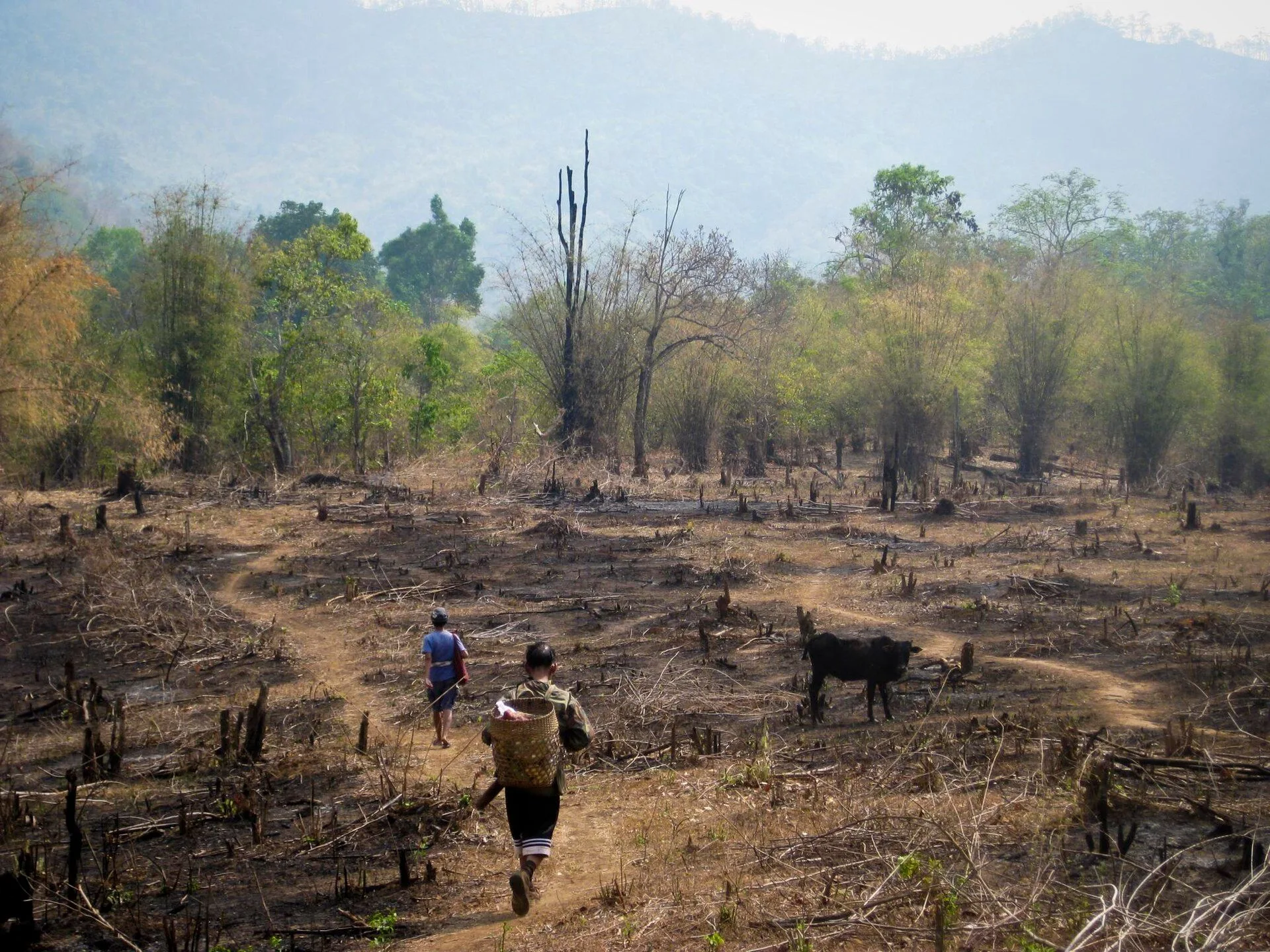 An example of slash and burn agriculture practice Thailand