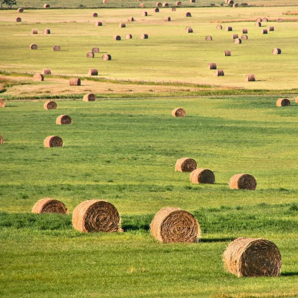 Hay bales in Canada - summer agriculture landscape in Alberta, Canada
