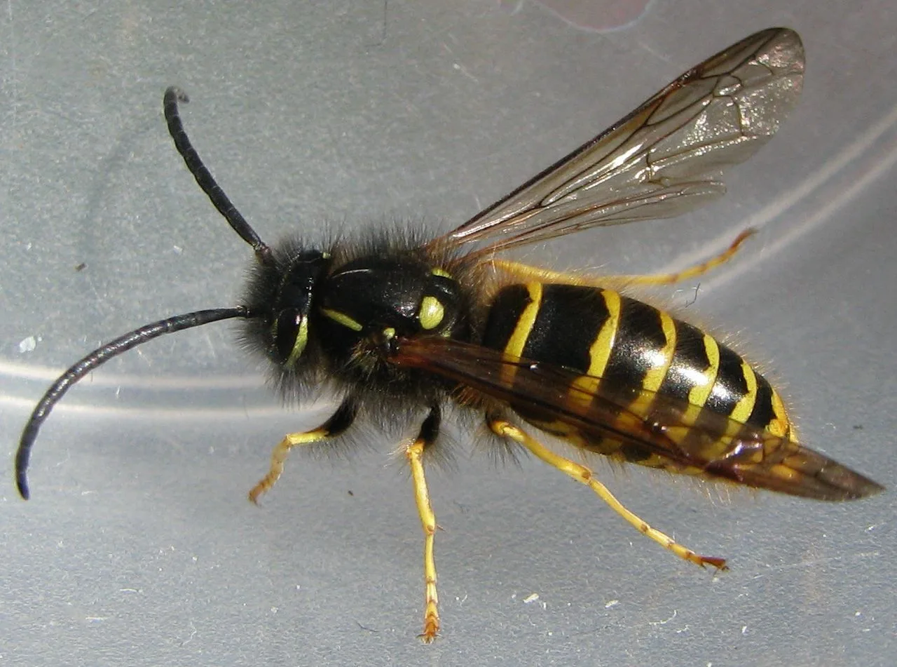 Vespula vulgaris-m