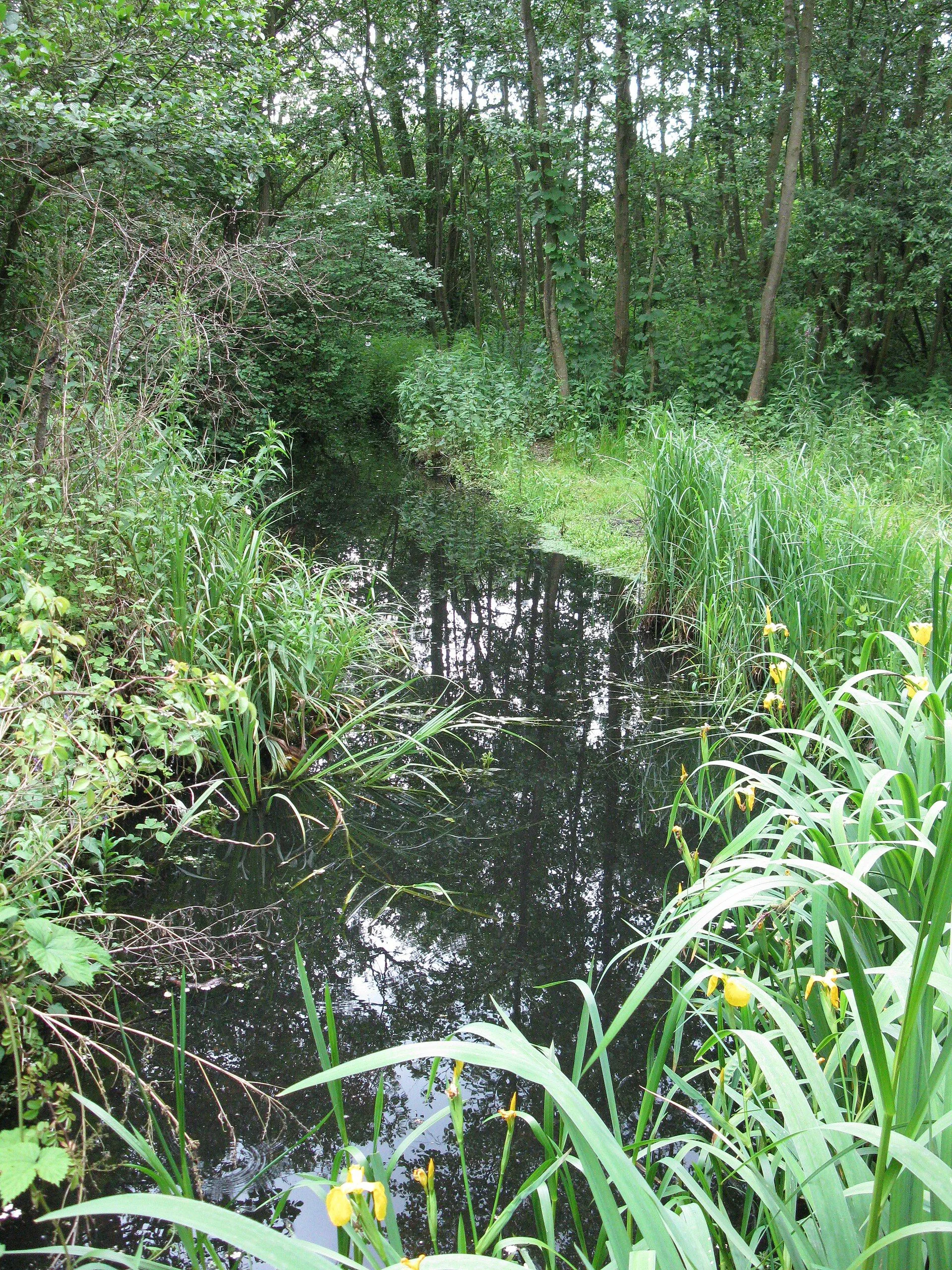 Drain at Norfolk Wildlife Trust Ranworth Broad site - geograph.org.uk - 3009680