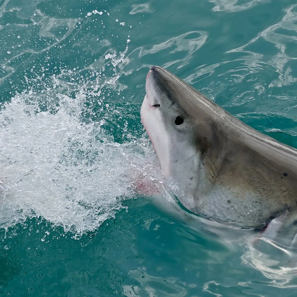 Great White Shark (Carcharodon carcharias)