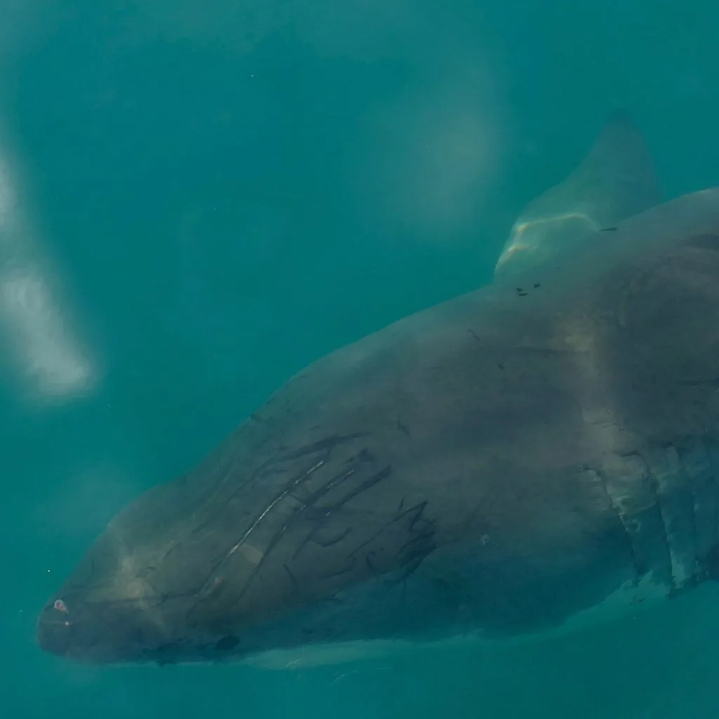 Great White Shark (Carcharodon carcharias)