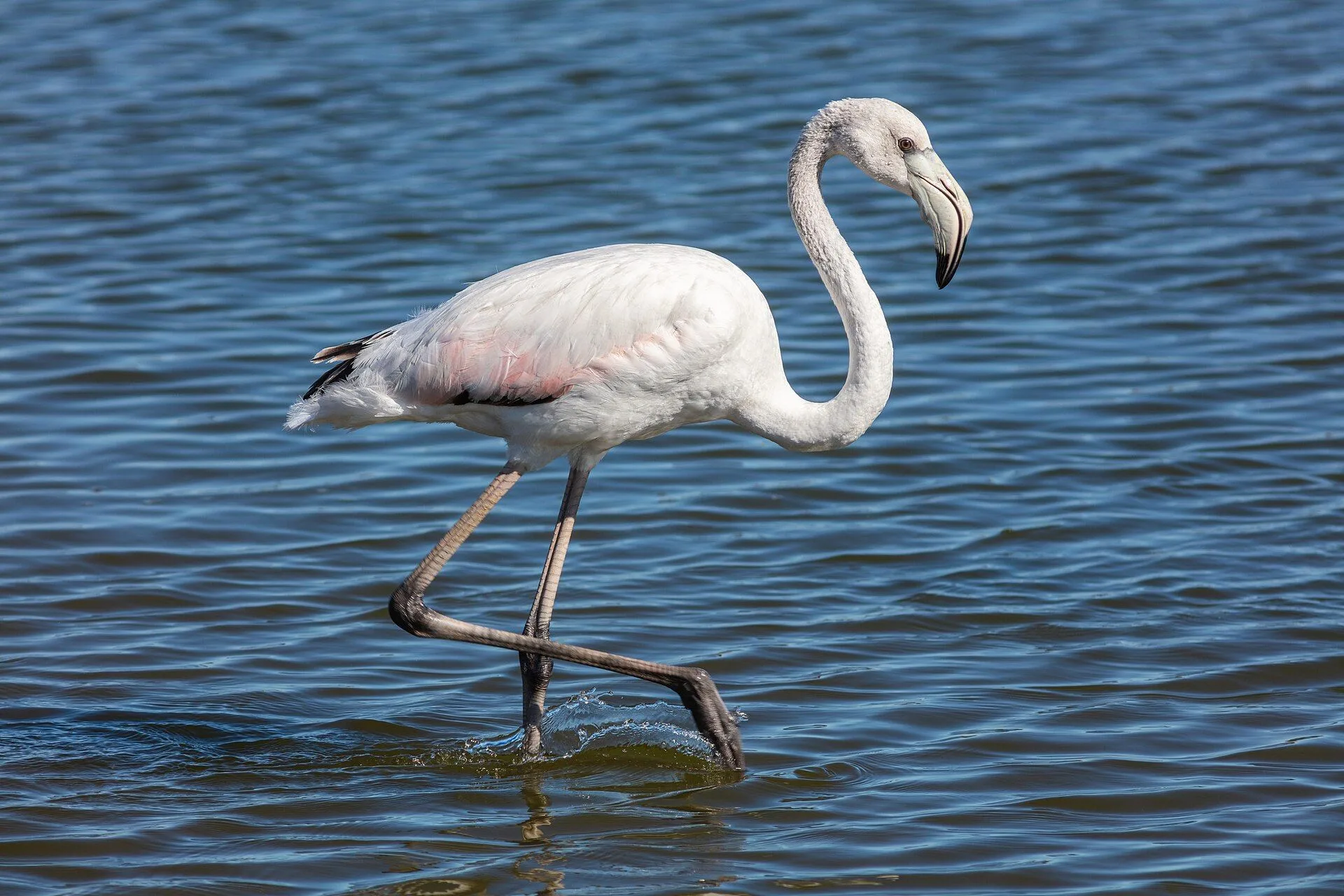 Flamenco común (Phoenicopterus roseus), Walvis Bay, Namibia, 2018-08-05, DD
