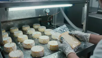 Soft cheese wheels on a dairy conveyor under cold industrial light, gloved hands holding a sealed package