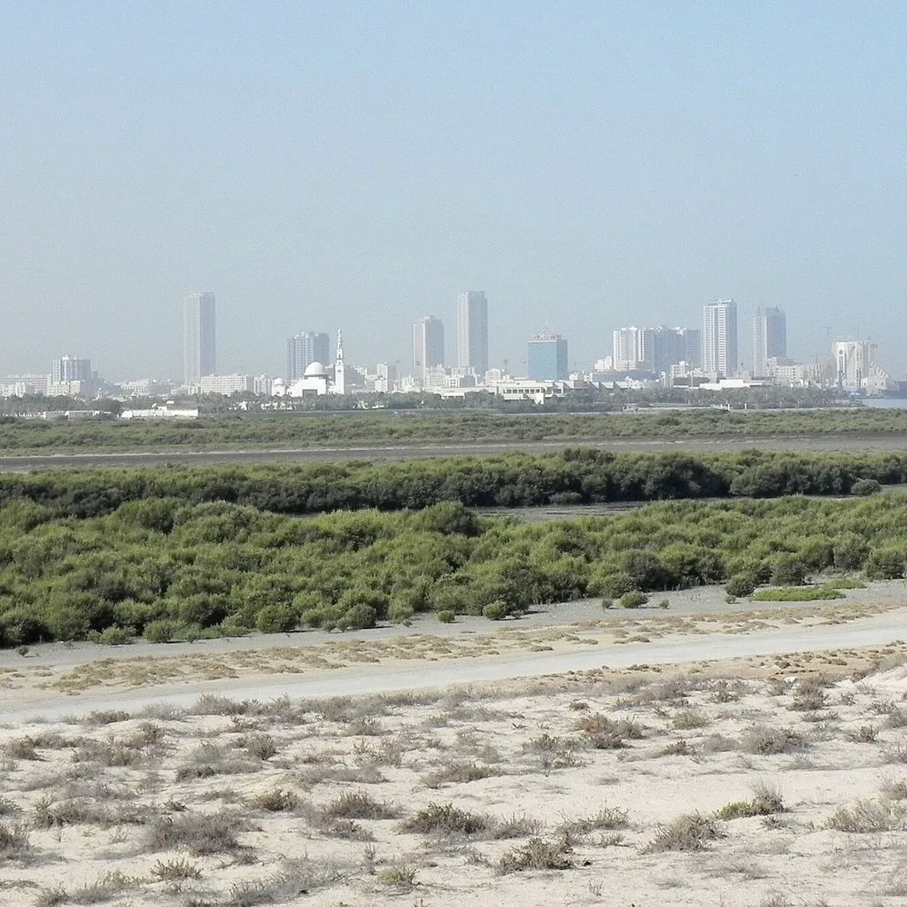 Umm Al Quwain mangroves