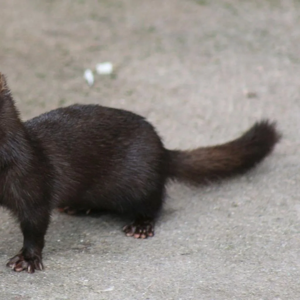 American Mink