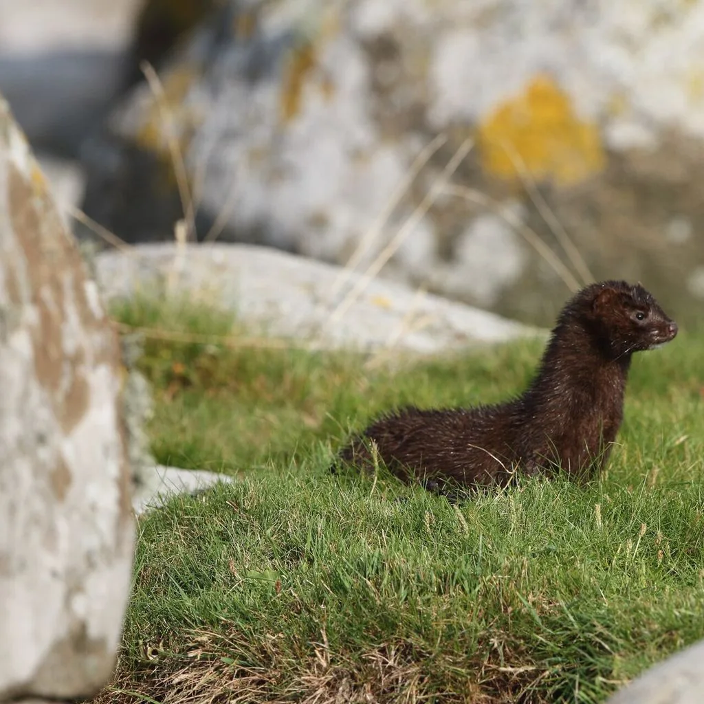Mink (Neovison vison)