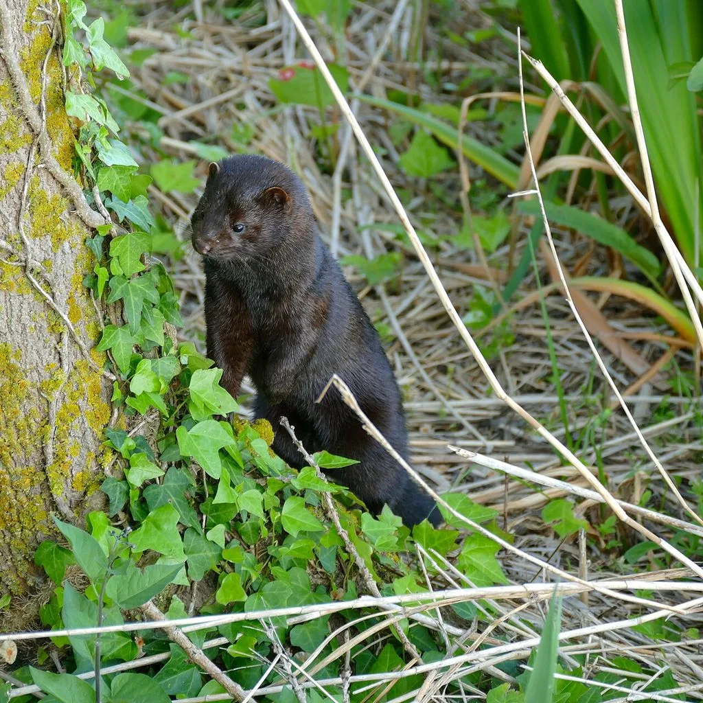 American Mink (Neovison vison)