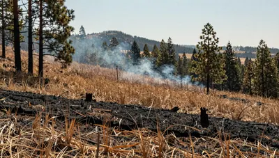 Charred ground from a low-intensity prescribed burn beside dry unburned brush and pine trunks on a hazy forested hillside.