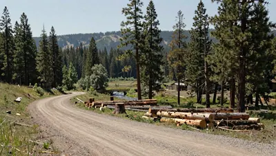 A dirt logging road curving through a managed pine forest with stacked logs and a stream, under daylight.
