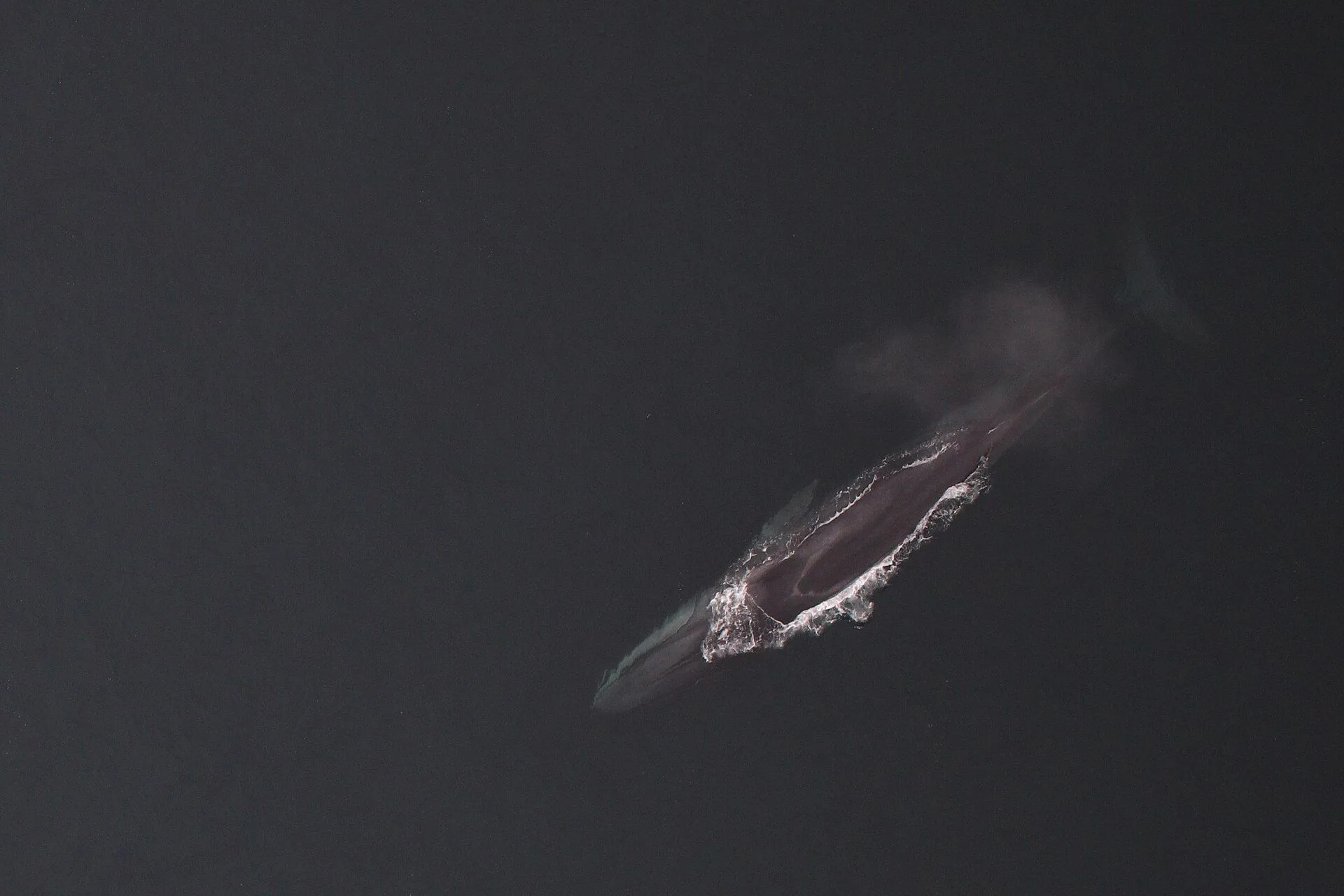Fin Whale (Balaenoptera physalus) breaking the surface
