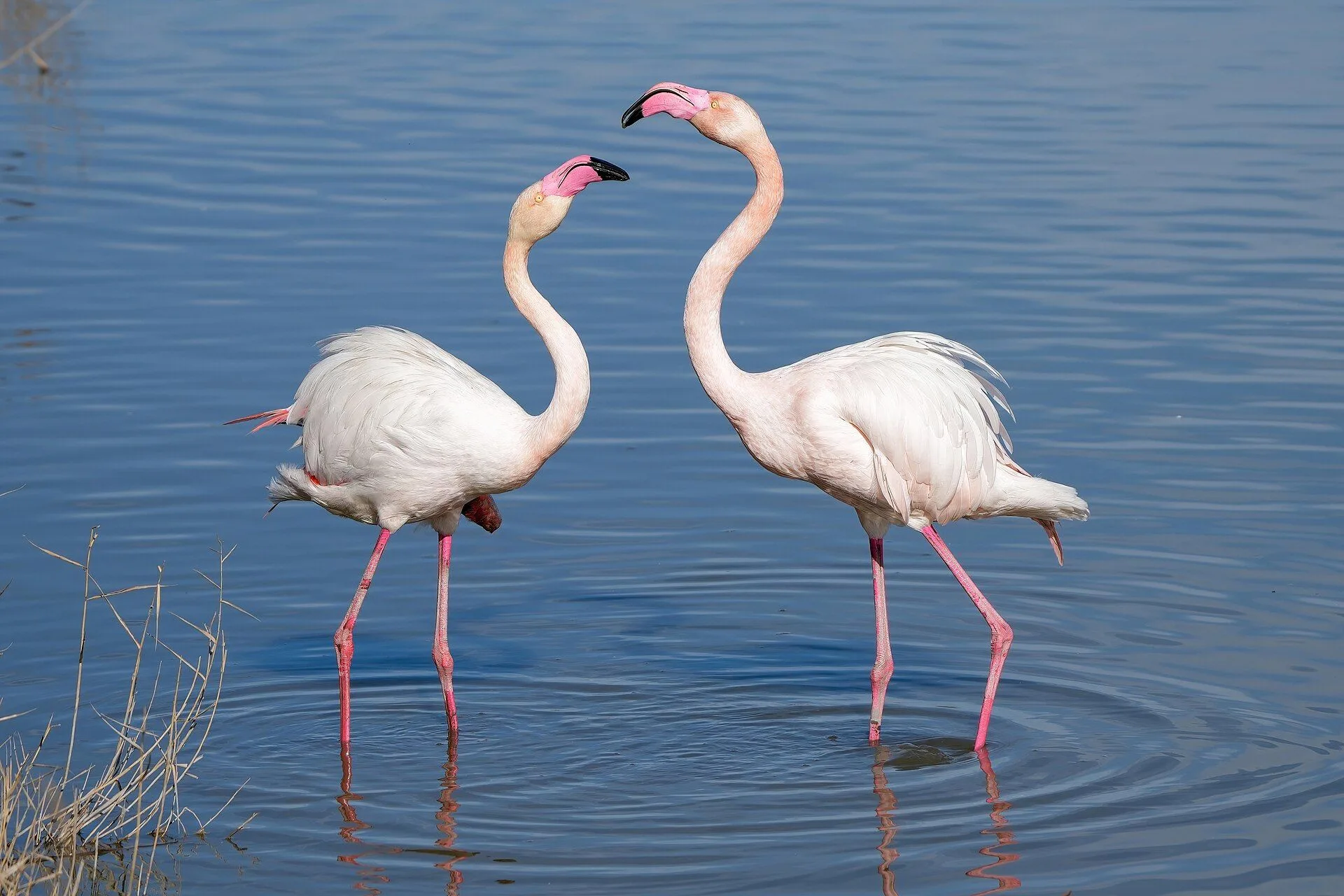 010 Greater flamingos male and female in the Camargue during mating season Photo by Giles Laurent