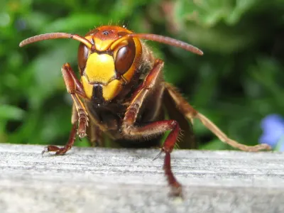 European hornet 090621